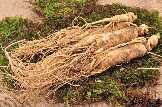 醫生,你了解人參嗎?-