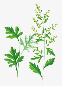 彩色艾葉草植物手繪素材圖片免費下載 高清png 千庫網 圖片編號9875685