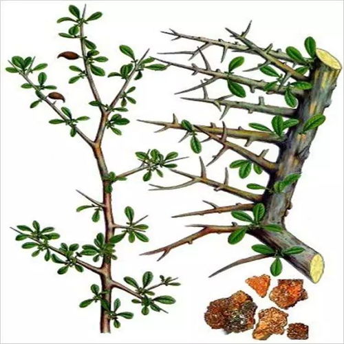 小藥仙課堂丨一味藥材名字叫沒 mo 藥