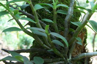 這種 野草藤 愛寄生梨樹,村民卻很高興,摘下來賣600元1斤