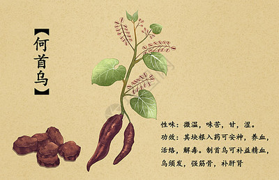 中草藥迷迭香插畫