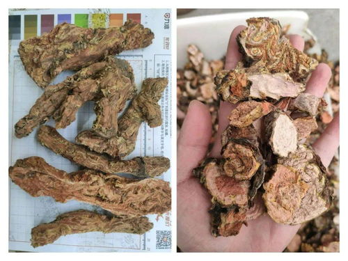 珍藥材 市場快訊 12月23日成都 亳州 安國 玉林中藥材市場快訊