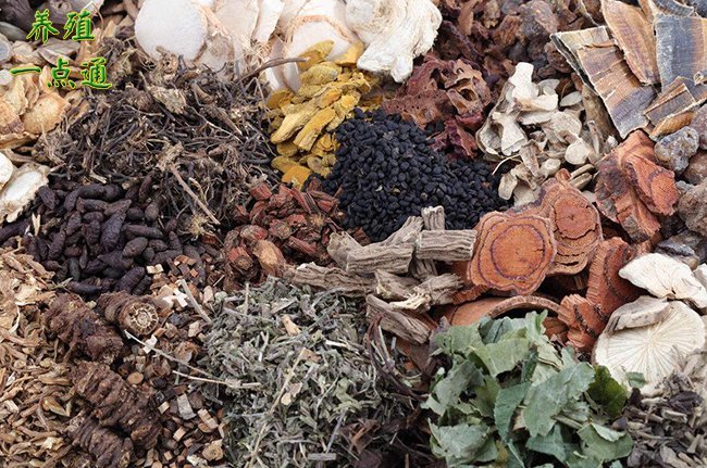 中草藥在養(yǎng)豬中的使用,不同階段用藥不同效果好