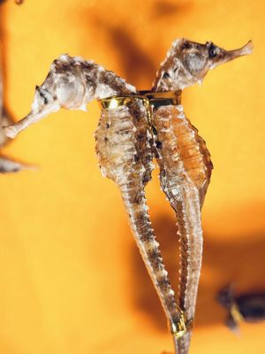 「瓊海」海馬干貨中藥材海馬一公一母三斑海馬泡酒藥材養(yǎng)生煲湯海馬一對