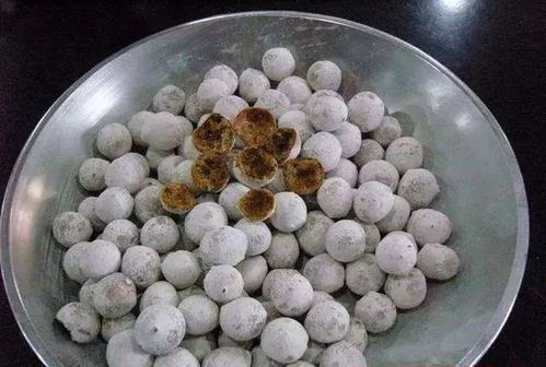 親民的 水產(chǎn) 中藥 海蛤與蛤殼