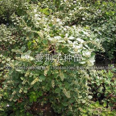 【蔓荊子種苗價格,扦插蔓荊子苗批發(fā)廠家】亳州市譙城區(qū)俊杰中藥材種植專業(yè)合作社 - 產(chǎn)品庫