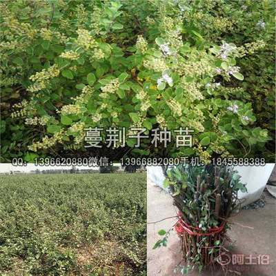 【蔓荊子種苗價格,扦插蔓荊子苗批發(fā)廠家】亳州市譙城區(qū)俊杰中藥材種植專業(yè)合作社 - 產(chǎn)品庫