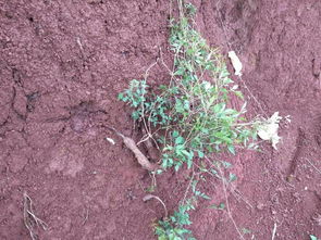 這種是什么藥材求解