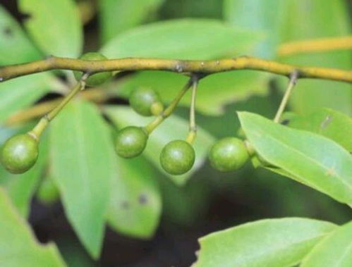 山雞椒是一種什么樣的植物