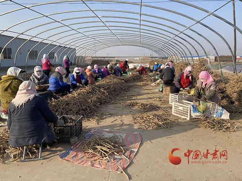 民樂 黃芪 脫貧產業 變群眾 致富 產業