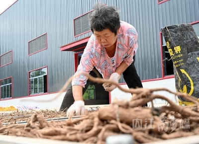 東興區:加工中藥材提升產業動能