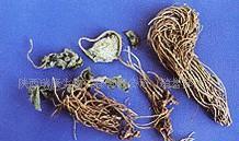 【細辛提取物(圖)】價格_廠家_圖片 -