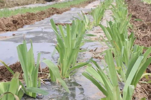 濱州鄒平市碼頭鎮 苦藥材 配出 致富方