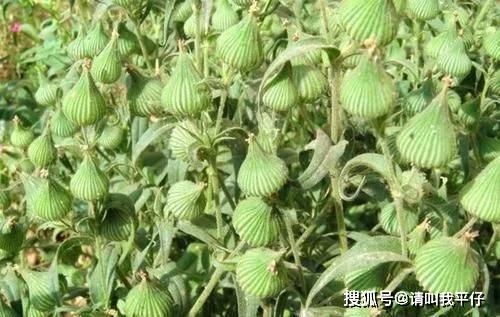 麥田里的寶藏：被忽視的藥用野草