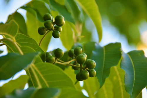 黃柏的非試管高效快繁技術