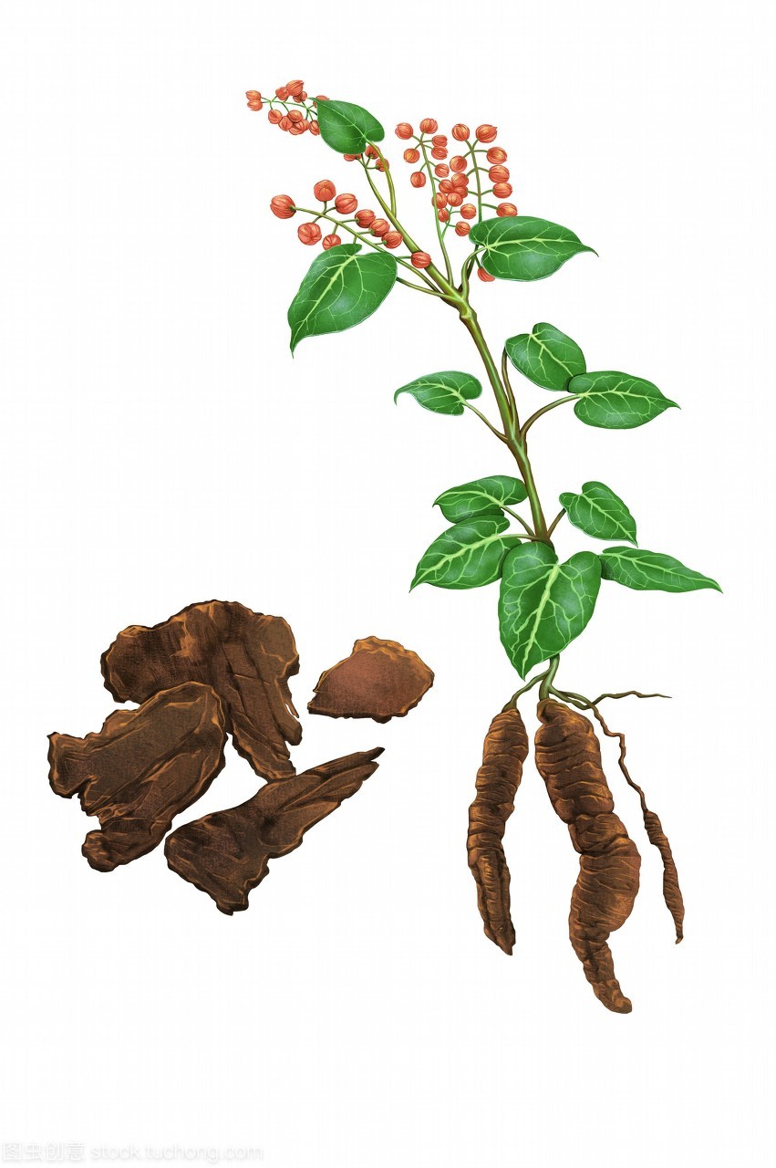 中草藥與現代醫學的融合 數字化插圖中的何首烏養生價值