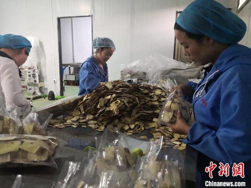 甘肅岷縣 當歸之鄉煥新顏，電商拓銷路助藥農變工人