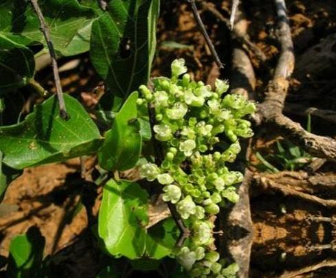 臭黃荊根的藥用價值與應用