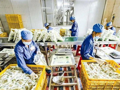 賓陽思隴鎮 中藥材種植助力鄉村振興，1600畝藥材基地蓬勃發展