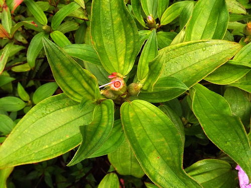 紅毛菍 傳統藥材中的活血良方