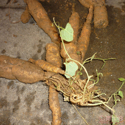 正宗福建紅參果 中草藥種植的瑰寶與批發指南
