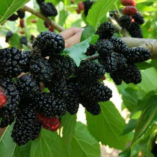 既是佳果亦是良藥 鹽邊桑葚的雙面人生