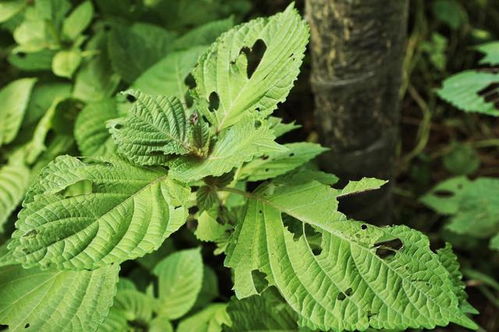 高價高效益藥材 種植戶為何說“不”？