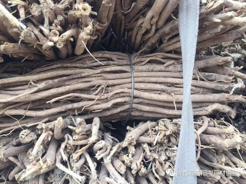 岷縣藥材市場7月13日行情快訊