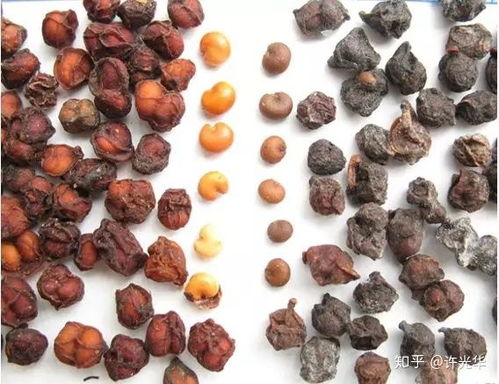 專家解讀 常見藥材選購與使用中的典型問題